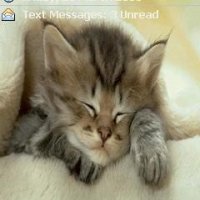 Kitten Sleeping 1