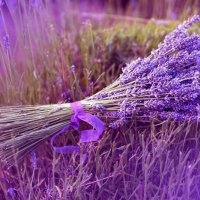 Lavender-Flower-Ribbon-terrain-485x728