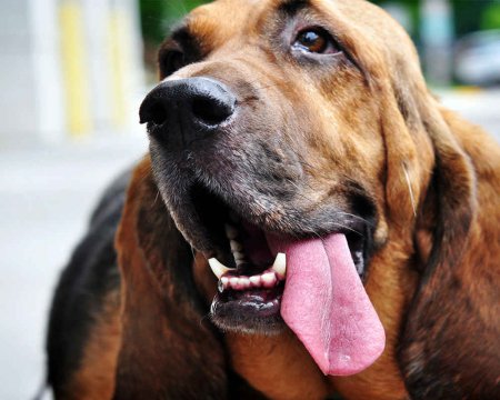 Bloodhound-breed