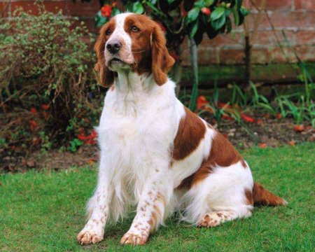 Welsh-springer