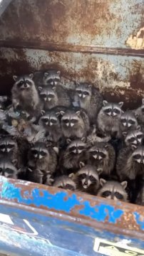 Daily dose of raccoons 427550580 372886422036110 21248652085