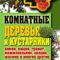 Комнатные деревья и кустарники