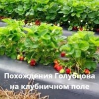 Пешко Татьяна Похождения Голубцова на клубничном поле (2023)