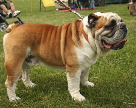 Bulldog-english