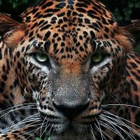 20b8080658001efc1d8f13abe8b6094d--jaguar-beautiful-creatures