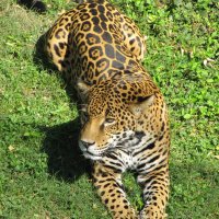 nature-looking-wildlife-zoo-fur-portrait-feline-mammal-pred