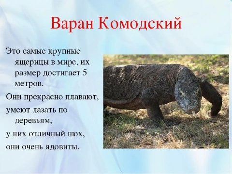 Варан комодский