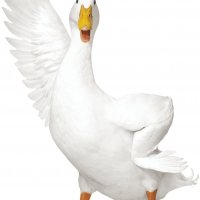 new T9-7014 waving duck 81611