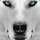 siberian-husky-wallpaper-e1541847289163