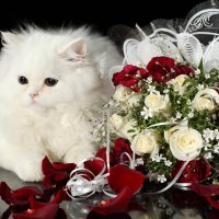 Cats Roses Bouquets 332051