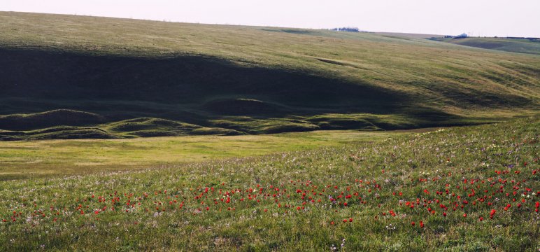 Цветущие степи Калмыкии