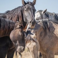 MEDIA # OF HORSE