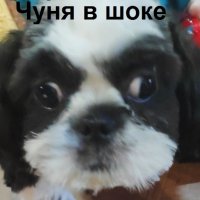 Чуня в шоке