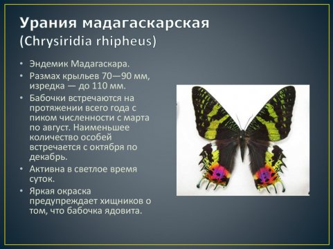 Урания мадагаскарская