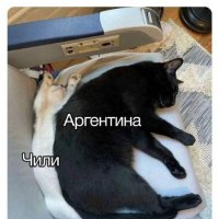 Кошачая география