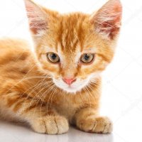 depositphotos 42962067-stock-photo-red-little-cat