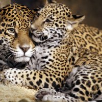 Animals Wild cats Family of spotted jaguars 113890 26