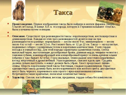 Такса