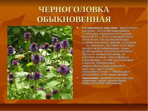 Черноголовка обыкновенная