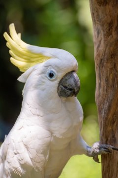 White-parrot-tree-branch 266258-162