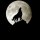 wolf silhouette moon night-spcs.me