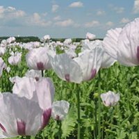 Papaver somniferum field in France