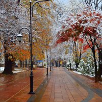 Park-sneg-derevia-park-trees-snow