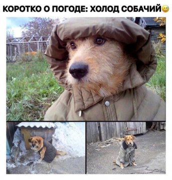 Холод собачий