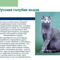 Русская голубая кошка