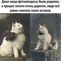 Котики навсегда