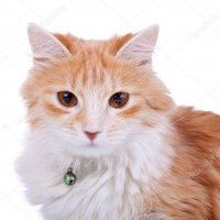 depositphotos 5332308-stock-photo-red-cats-face