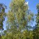 Betula pendula 001