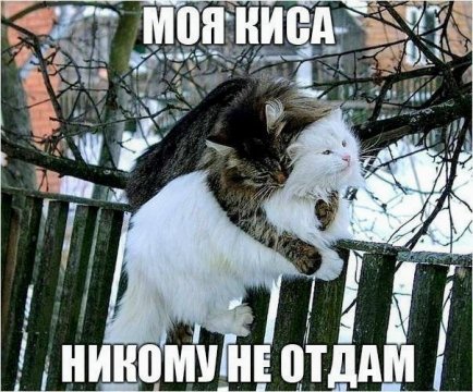 КотЭ)