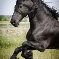 24a5c24bea2cb8b6e86680554741228d--friesian-horse-horse-stuff