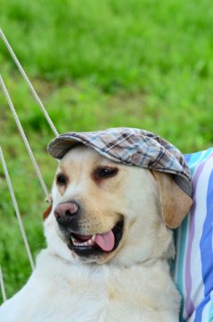 depositphotos 10457102-stock-photo-labrador-retriever-with-ha