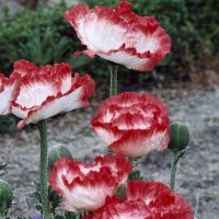 papaver orientale place pigalle 45 20130