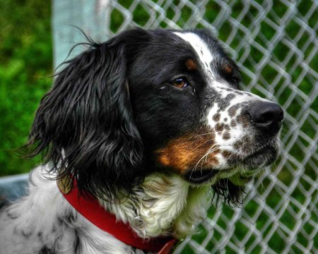 Three-color-english-setter