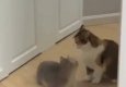 Cats Wrestling