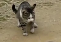 Кот охотится на змею (Cat hunts on a sna