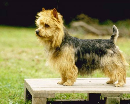 Terrier-australian