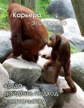 Карьера