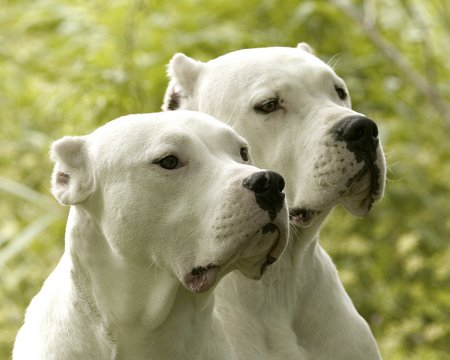 Dogo argentino dog breed