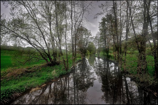 Trees-nature-water-derevya