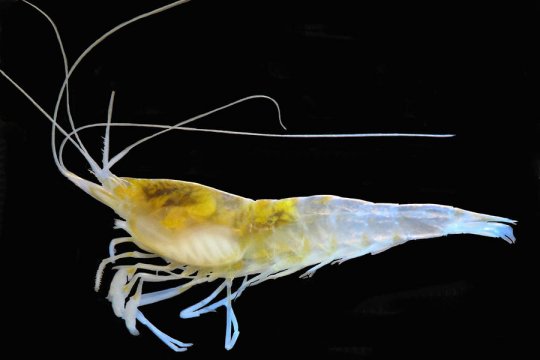 1052211 1 1207-Cave-life-Typhlatya-pearsei-shrimp standard