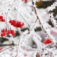 калина-замерли-зимой-который-под-снегом-в-снеге-первый-снеж