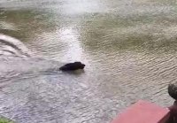 Dogs panic when owner swings out and falls into lake, th