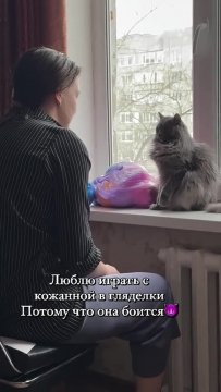 С этим котом шутки плохи