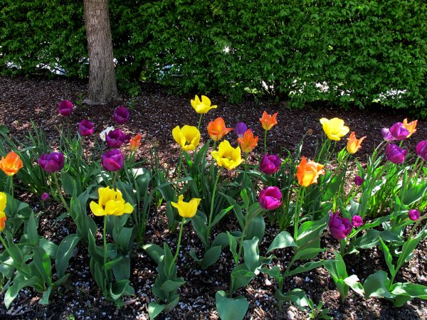 Spring-tulips-colors-vesna-tiulpany