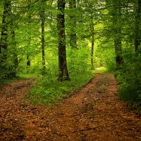 Les-derevia-peizazh-priroda-rasteniia-forest-trees-landsca-6