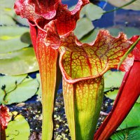 pitcher-plant--carnivorous-plant-kaye-menner